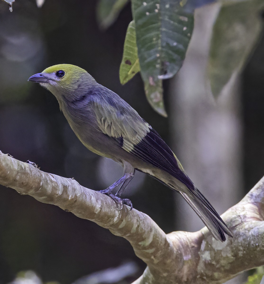 Palm Tanager - ML543893381