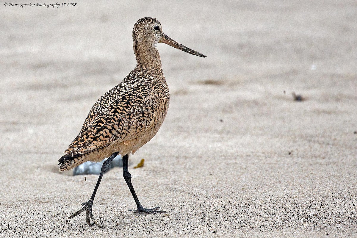 Marbled Godwit - ML54389341