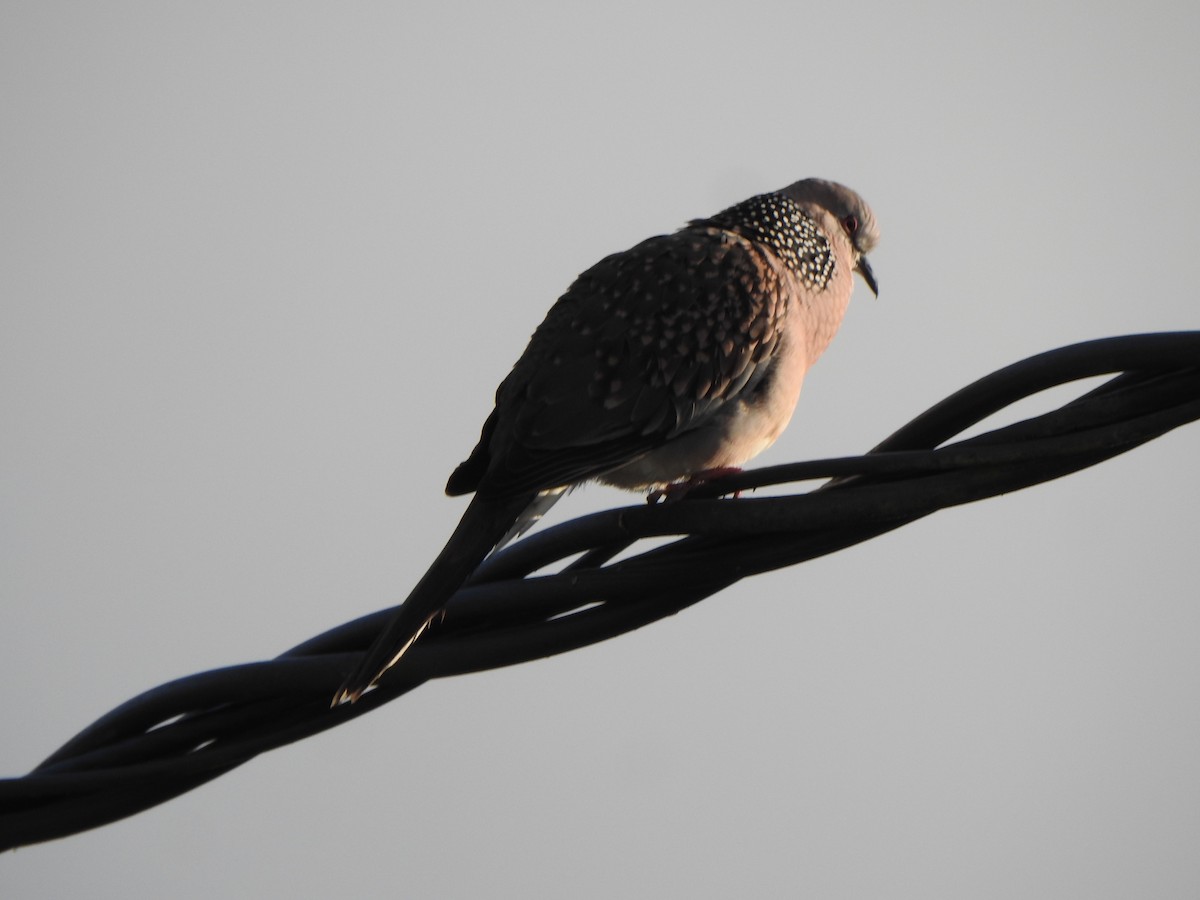 Spotted Dove - ML543893641