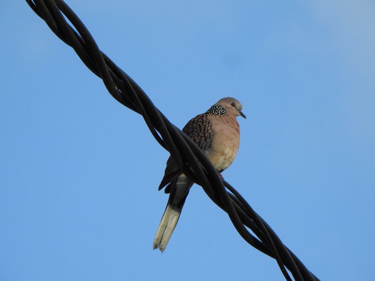 Spotted Dove - ML543893651