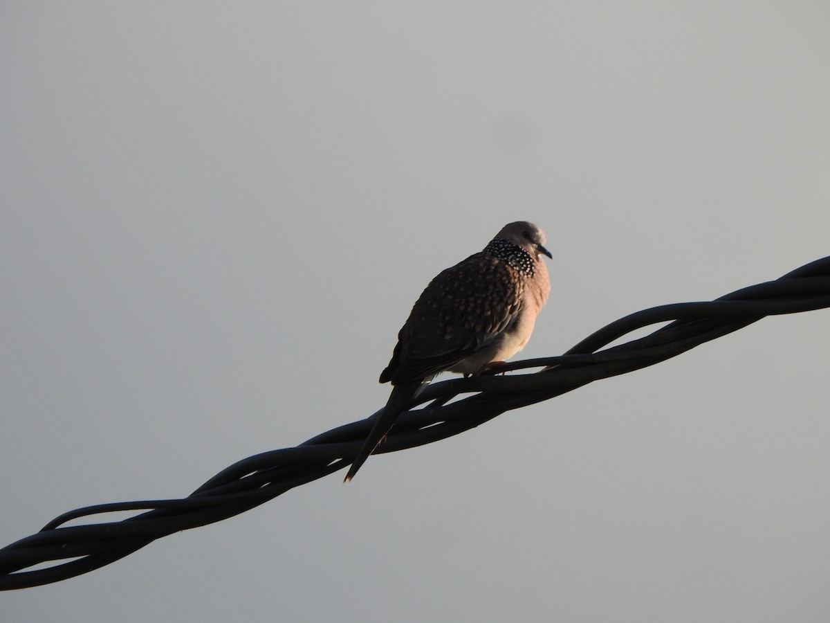 Spotted Dove - ML543893661