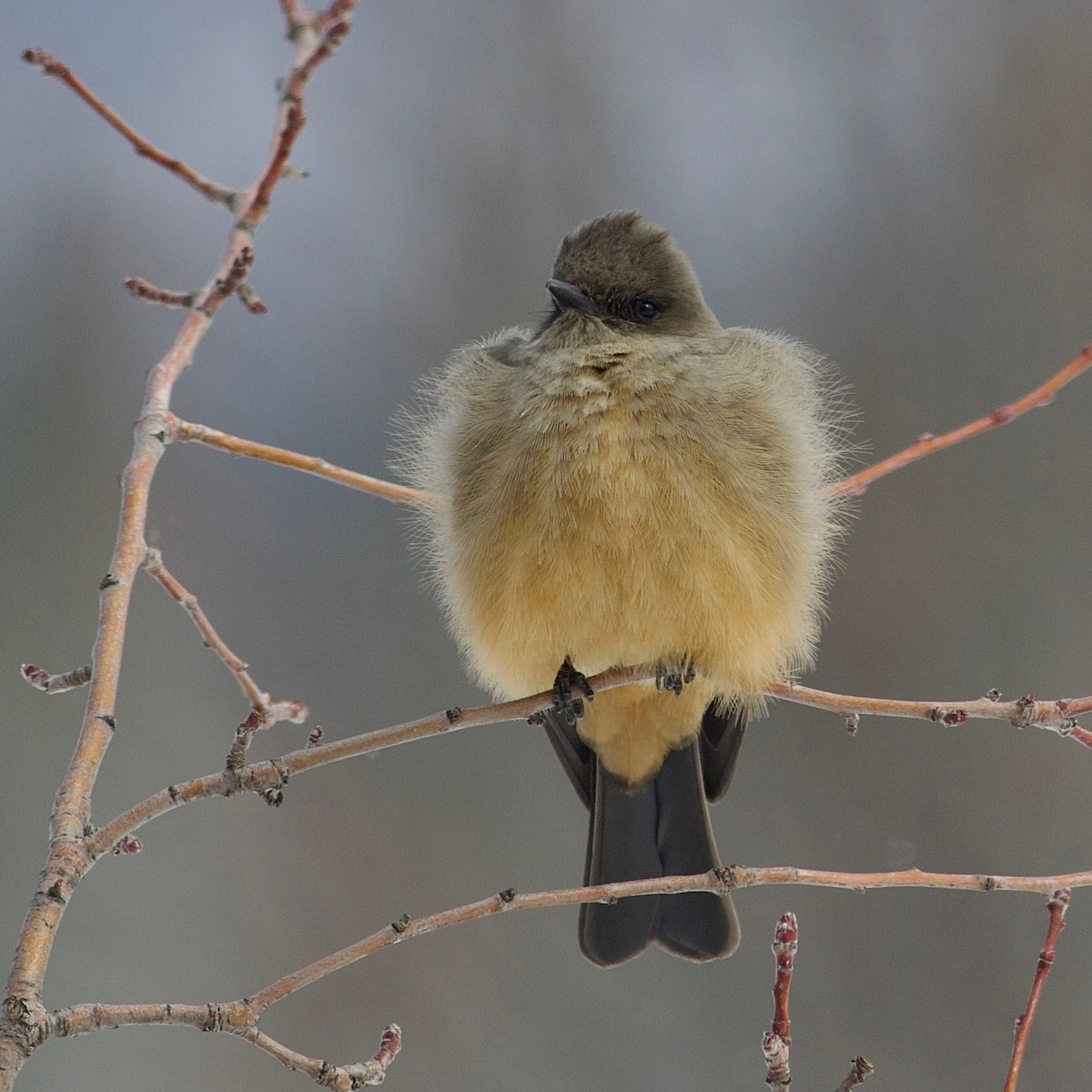 Say's Phoebe - ML543893691