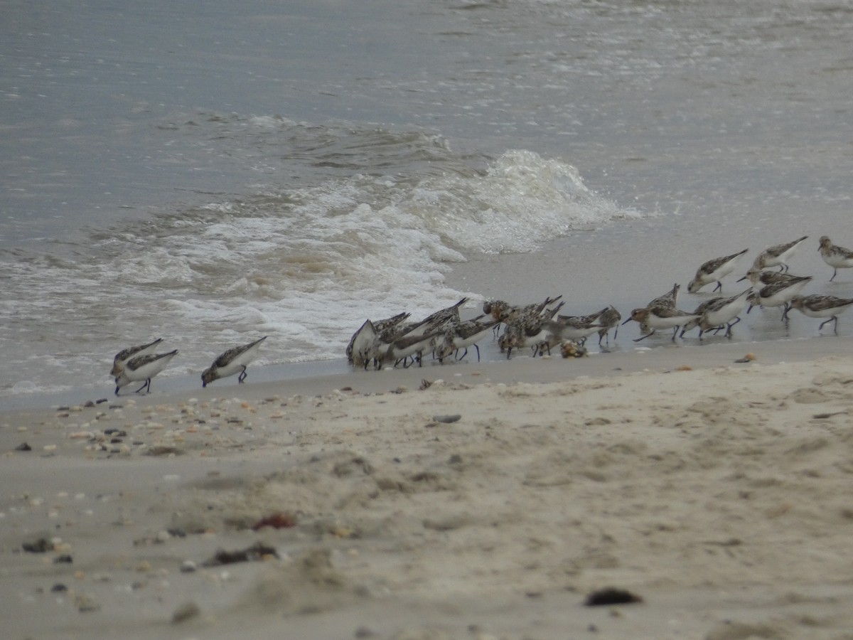 Bécasseau sanderling - ML543895081