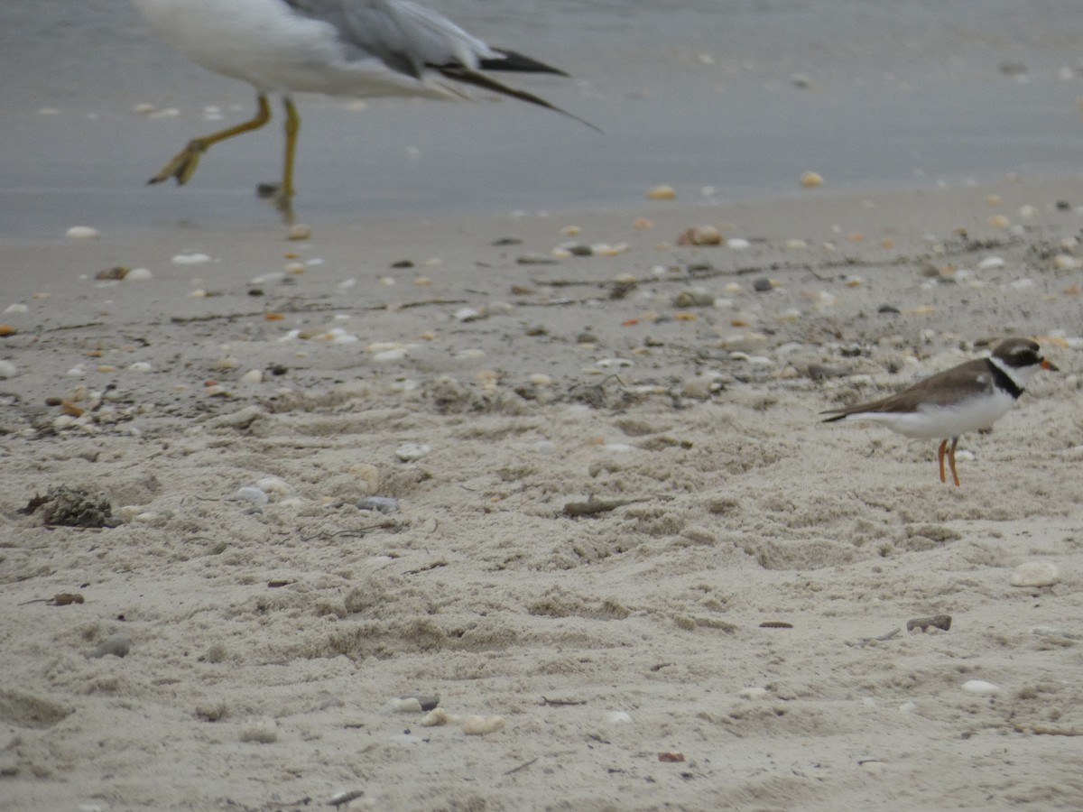 Semipalmated Plover - ML543895411