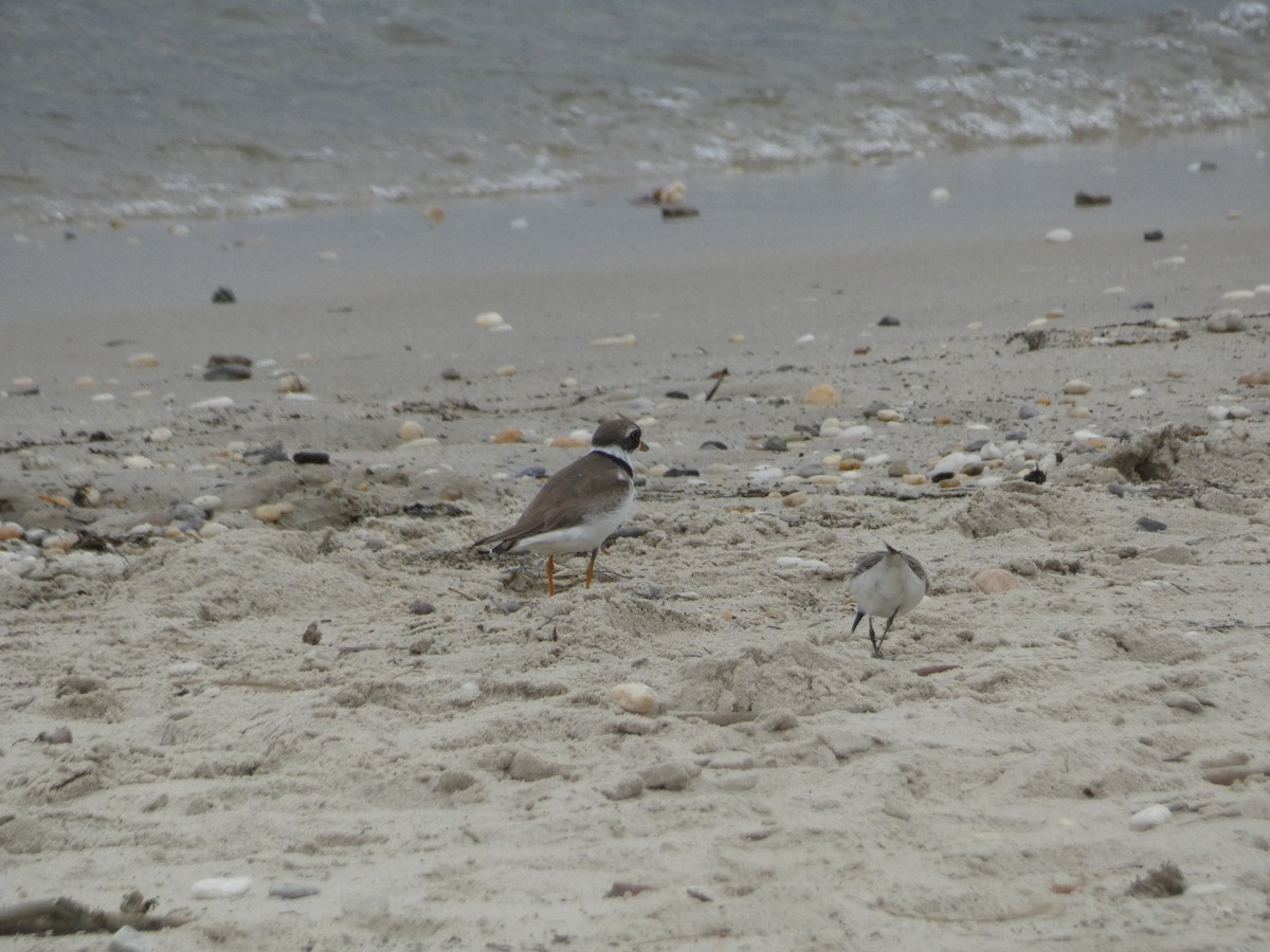 Semipalmated Plover - ML543895441