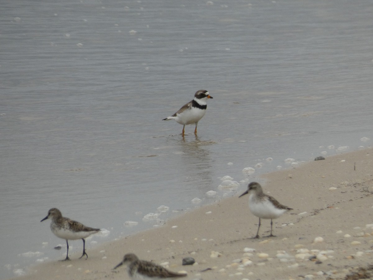 Semipalmated Plover - ML543895521