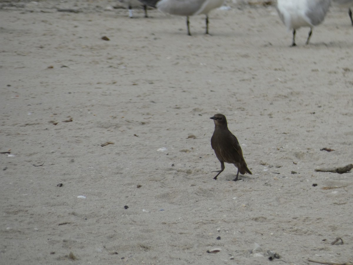 European Starling - ML543895971