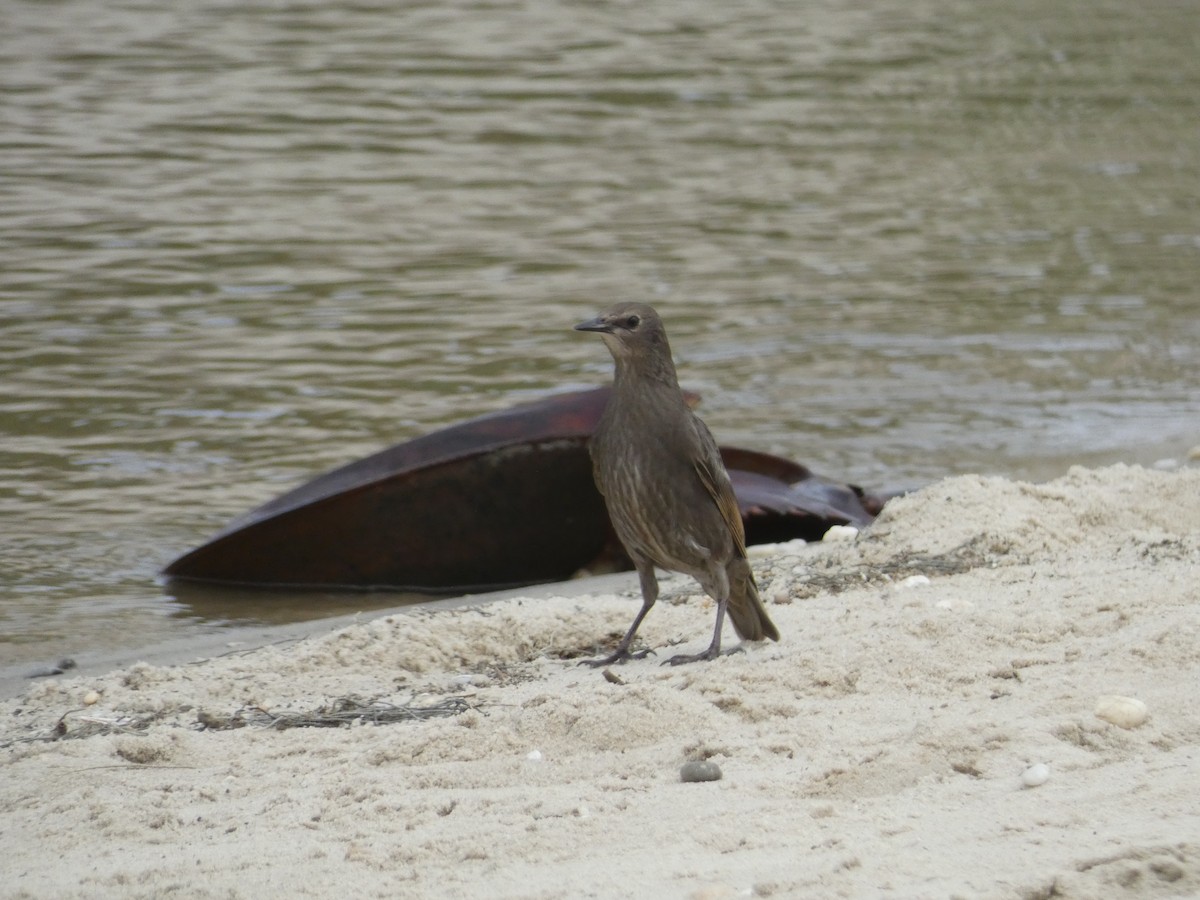 European Starling - ML543896031