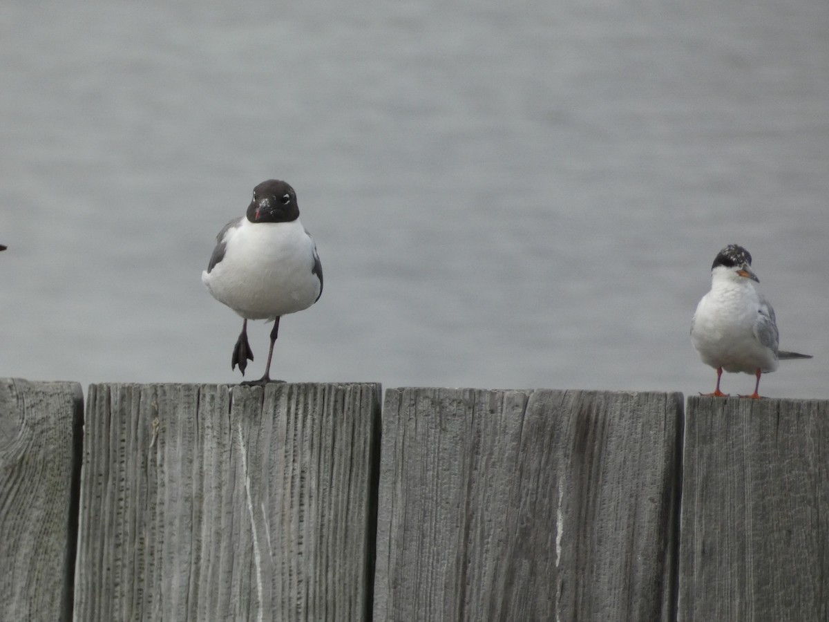 Forster's Tern - ML543896441