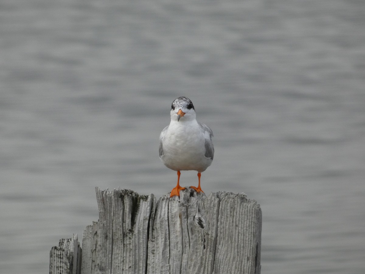 Forster's Tern - ML543896781