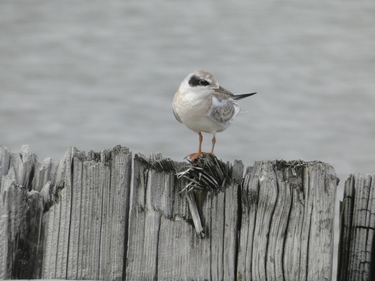 Forster's Tern - ML543896871