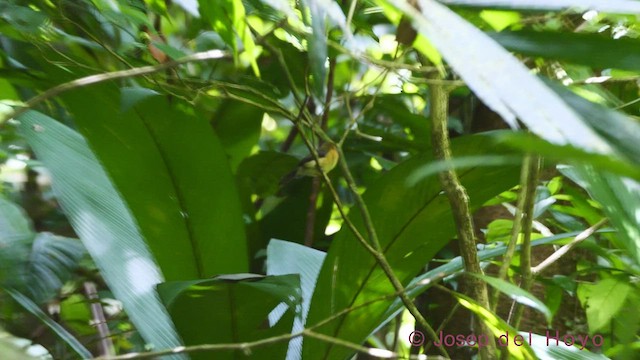 Sulphur-rumped Flycatcher - ML543897501