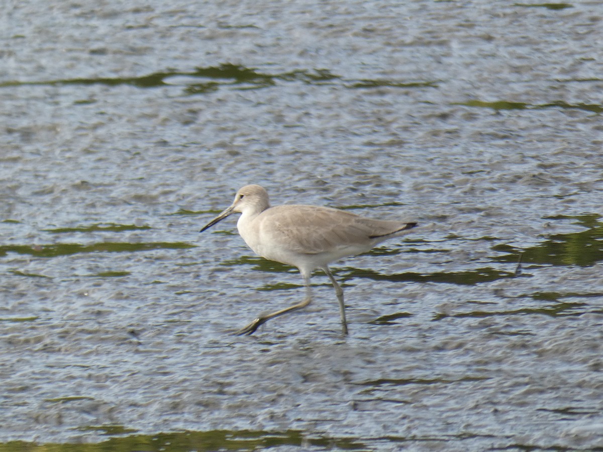 Greater Yellowlegs - ML543897651