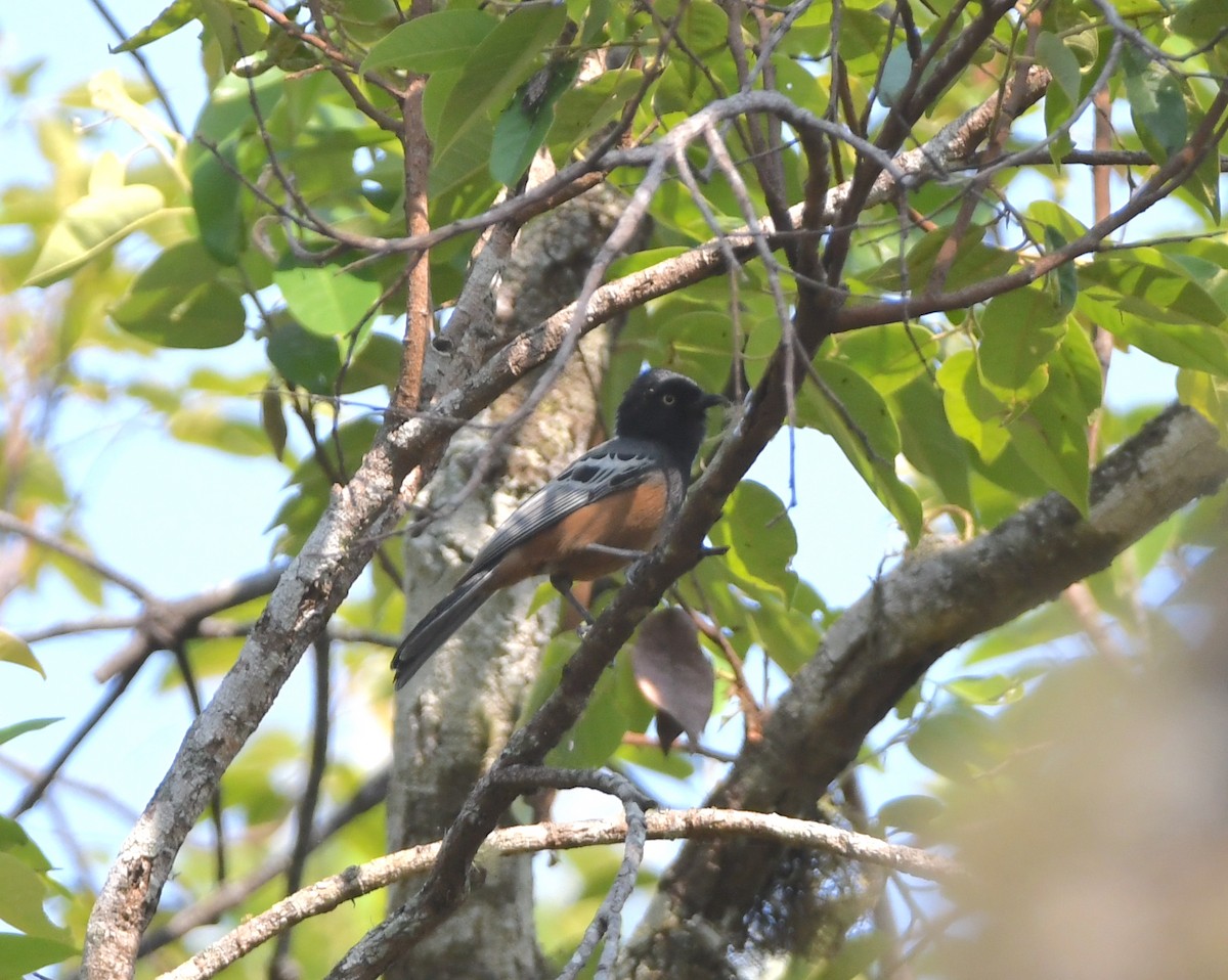 Rufous-bellied Tit (Rufous-bellied) - ML543897761