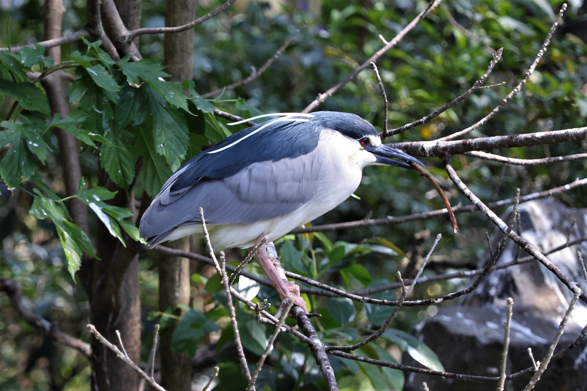 Black-crowned Night Heron - ML543897941