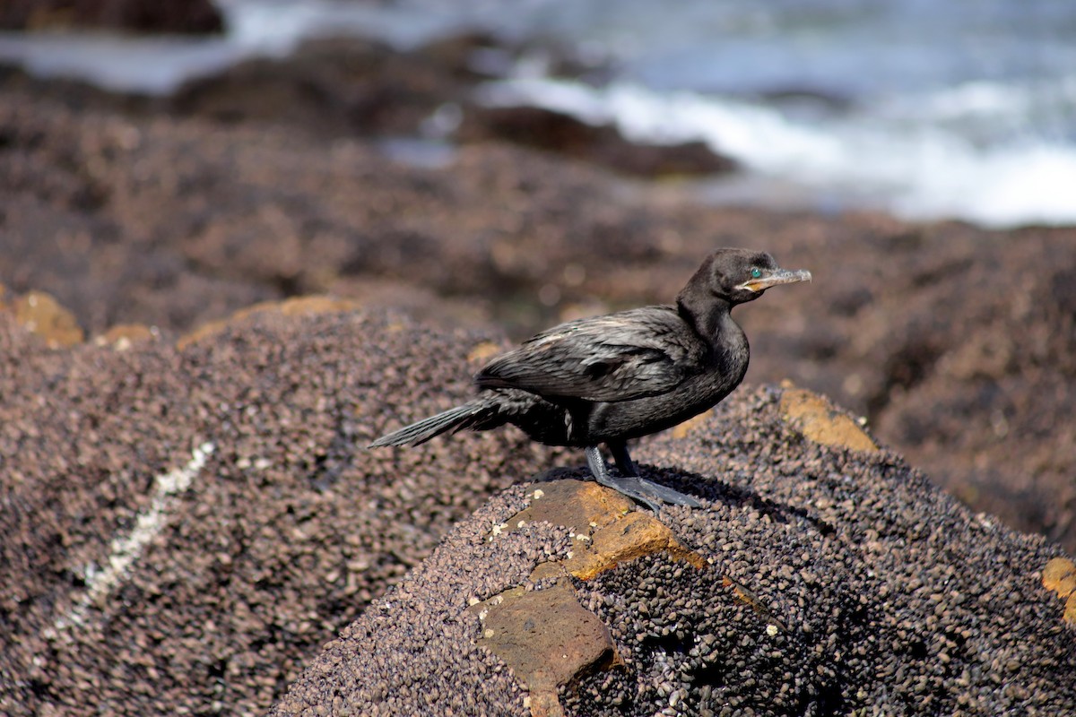 Neotropic Cormorant - ML543898621