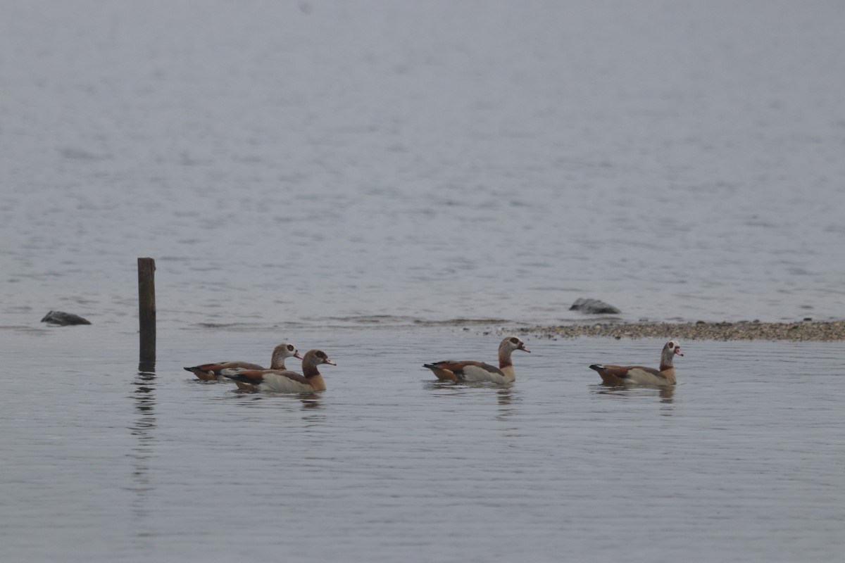 Egyptian Goose - ML543898821