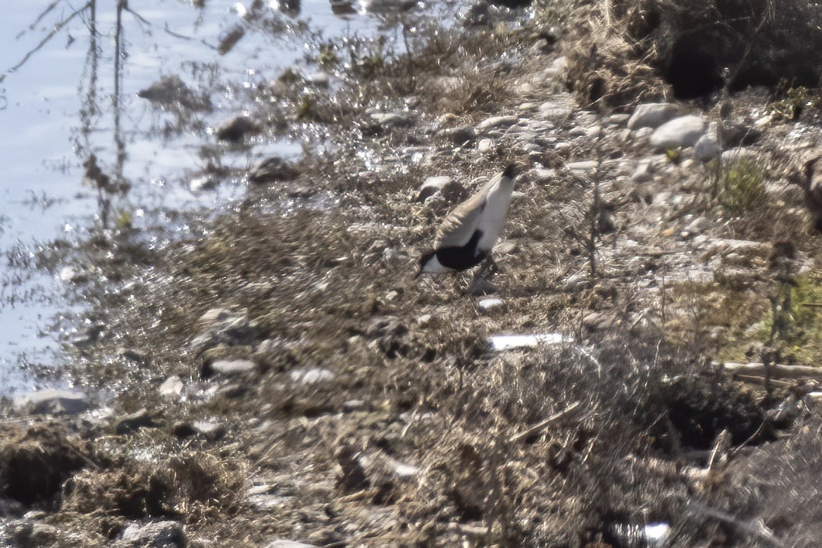 Spur-winged Lapwing - ML543899001