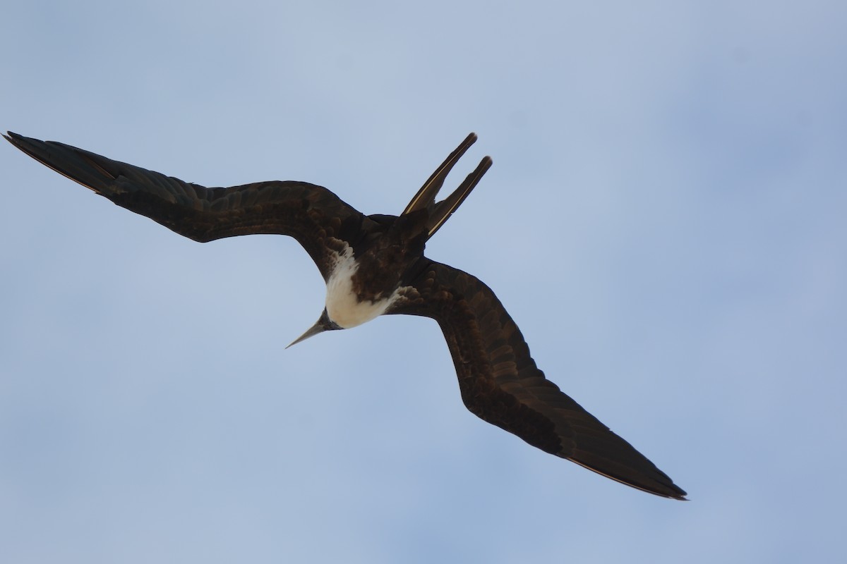 Magnificent Frigatebird - ML54389931