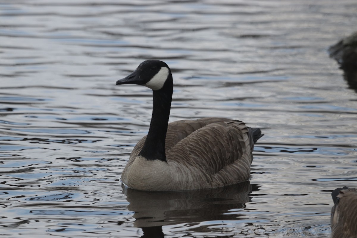 Canada Goose - ML543899861