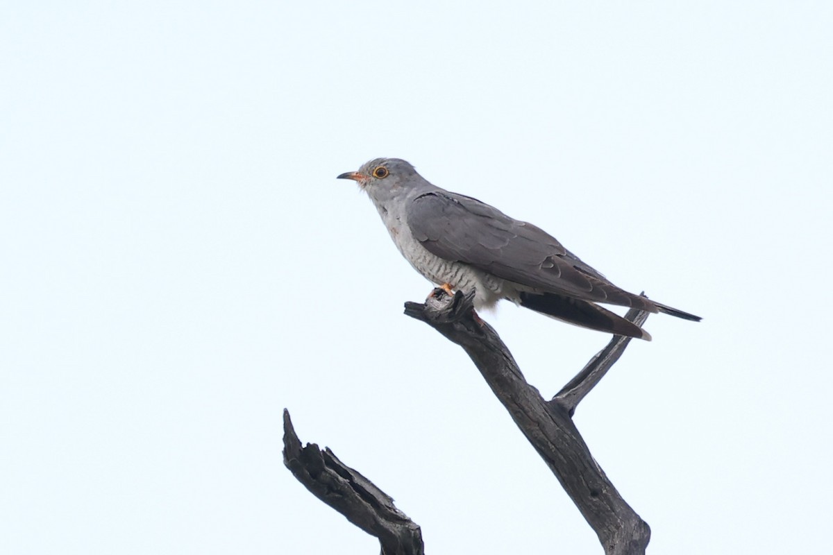 African Cuckoo - ML543900111