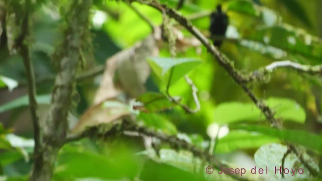 White-flanked Antwren (White-flanked) - ML543900751