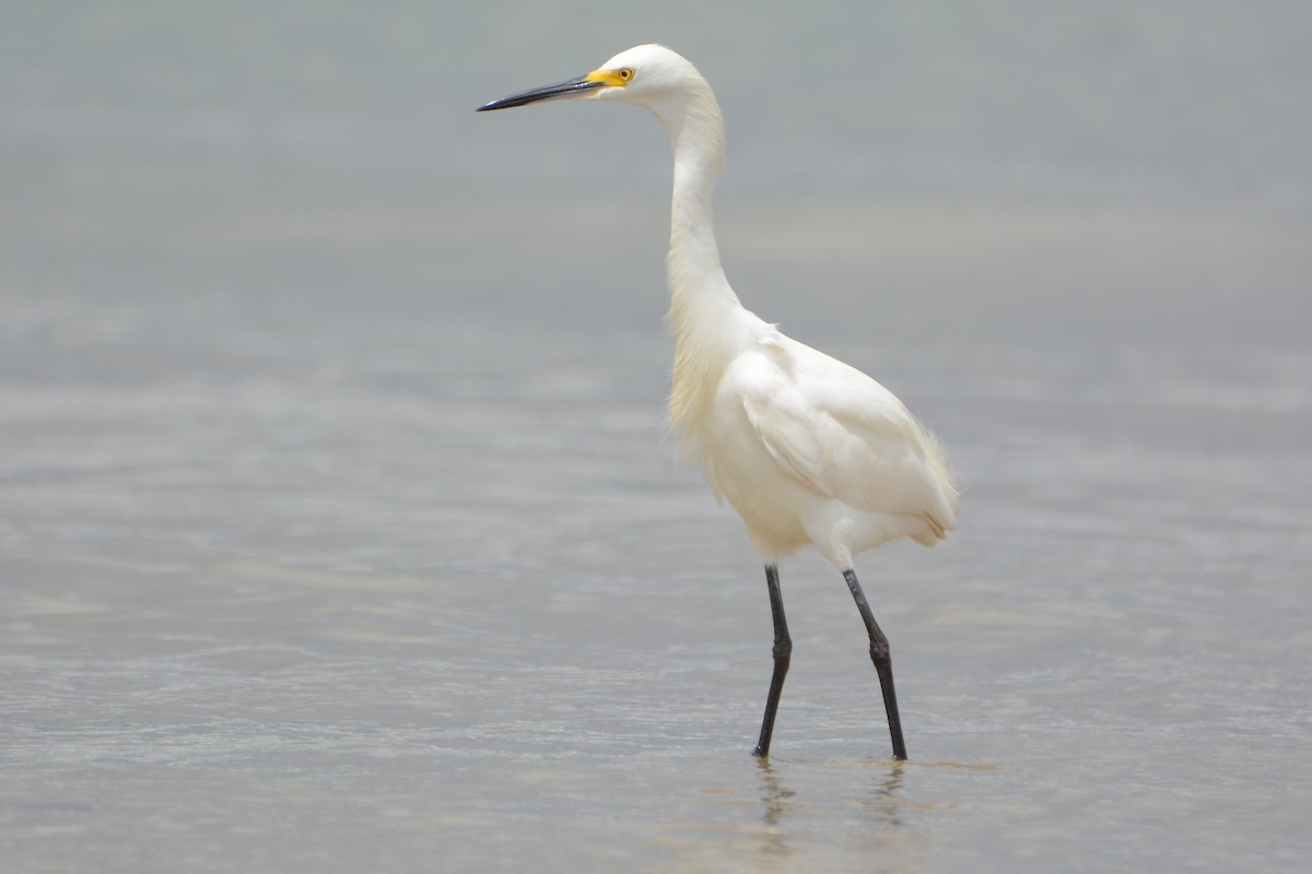 Snowy Egret - ML54390081