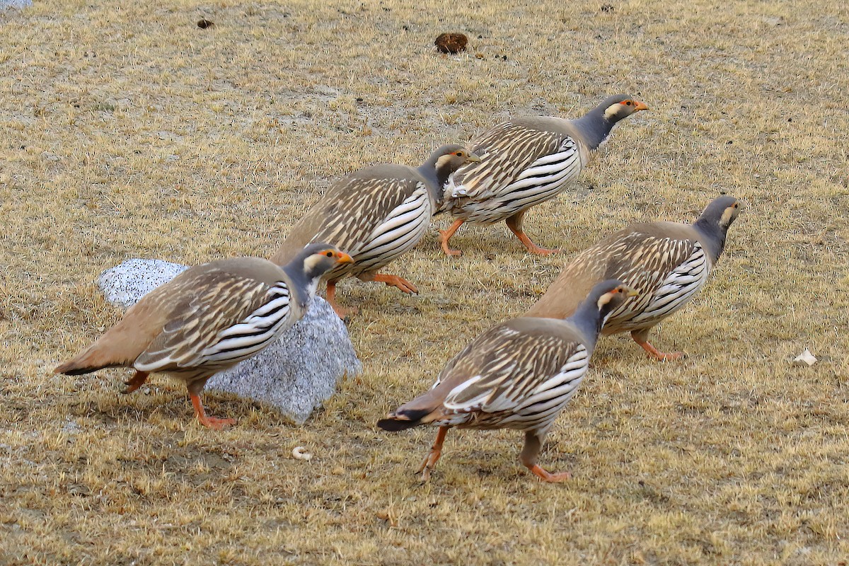 Tibetan Snowcock - Sujan Chatterjee