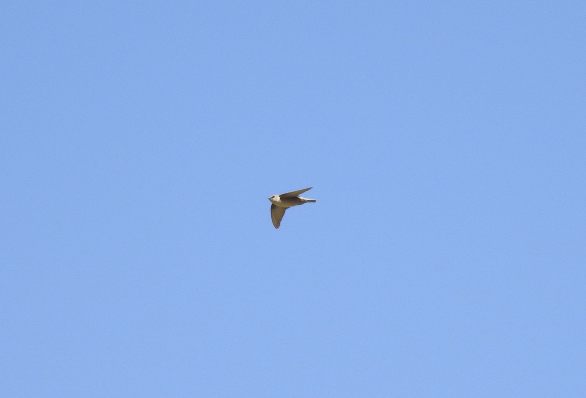 Pale Crag-Martin - ML543901951