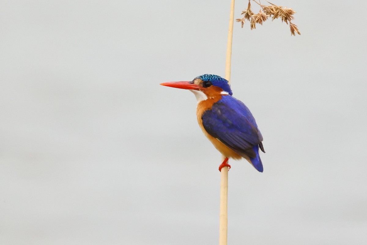 Malachite Kingfisher - ML543902331