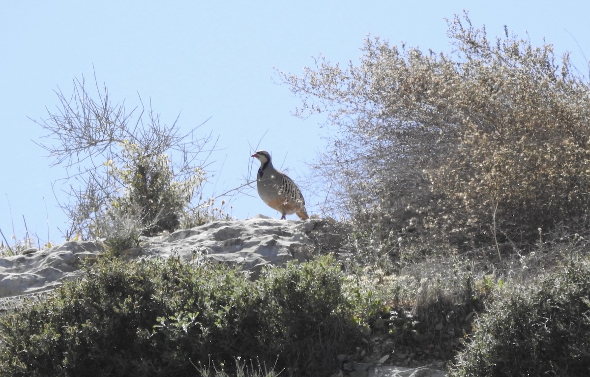 Chukar - ML543902351