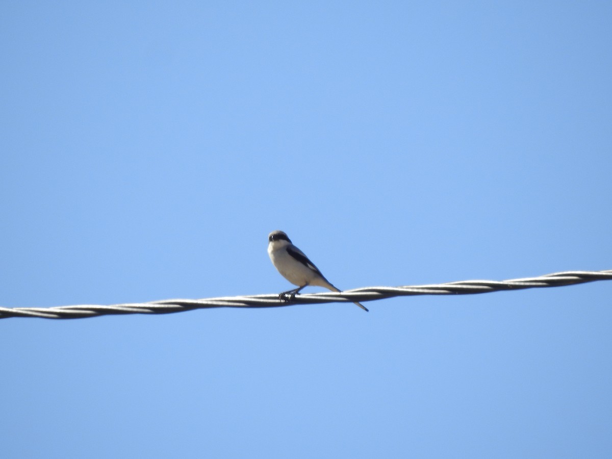 Great Gray Shrike - ML543903131