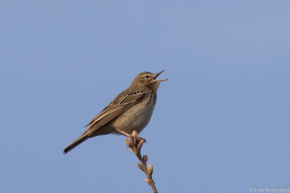 Tree Pipit - Luis Rodrigues