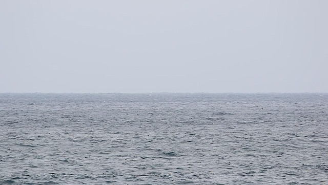 Short-tailed Albatross - ML543903401