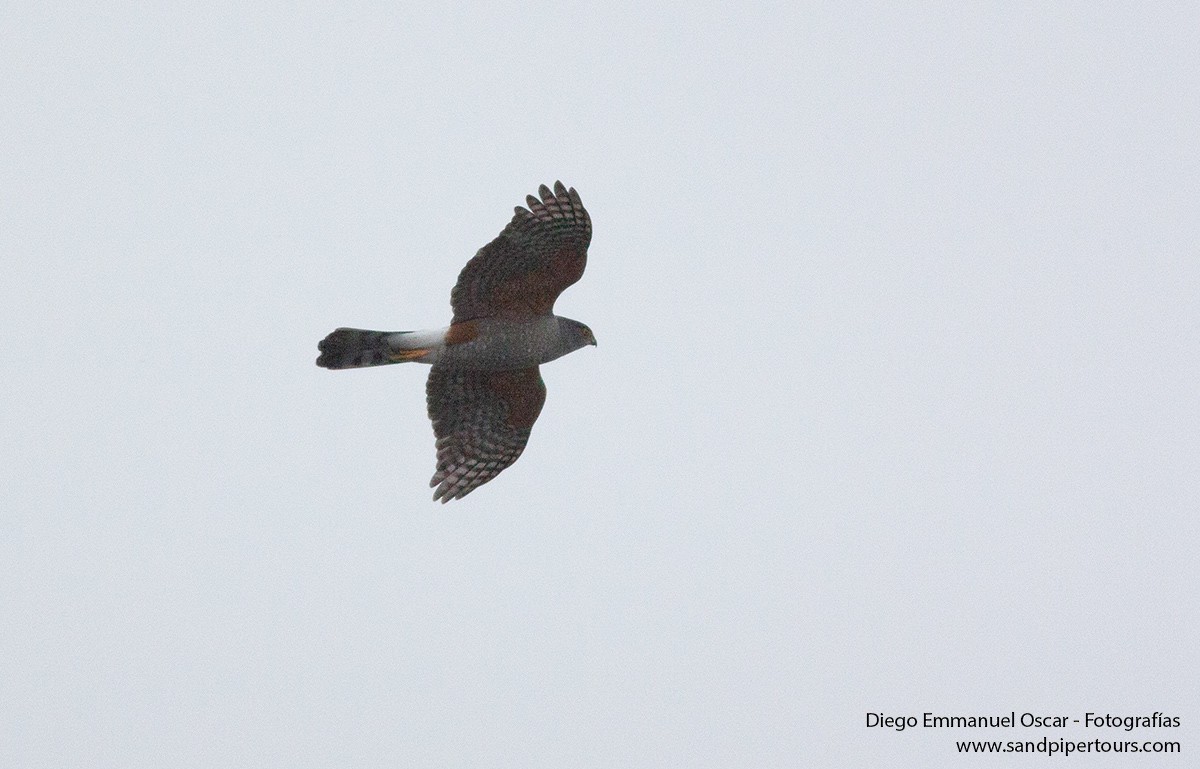 Chilean Hawk - ML543904521