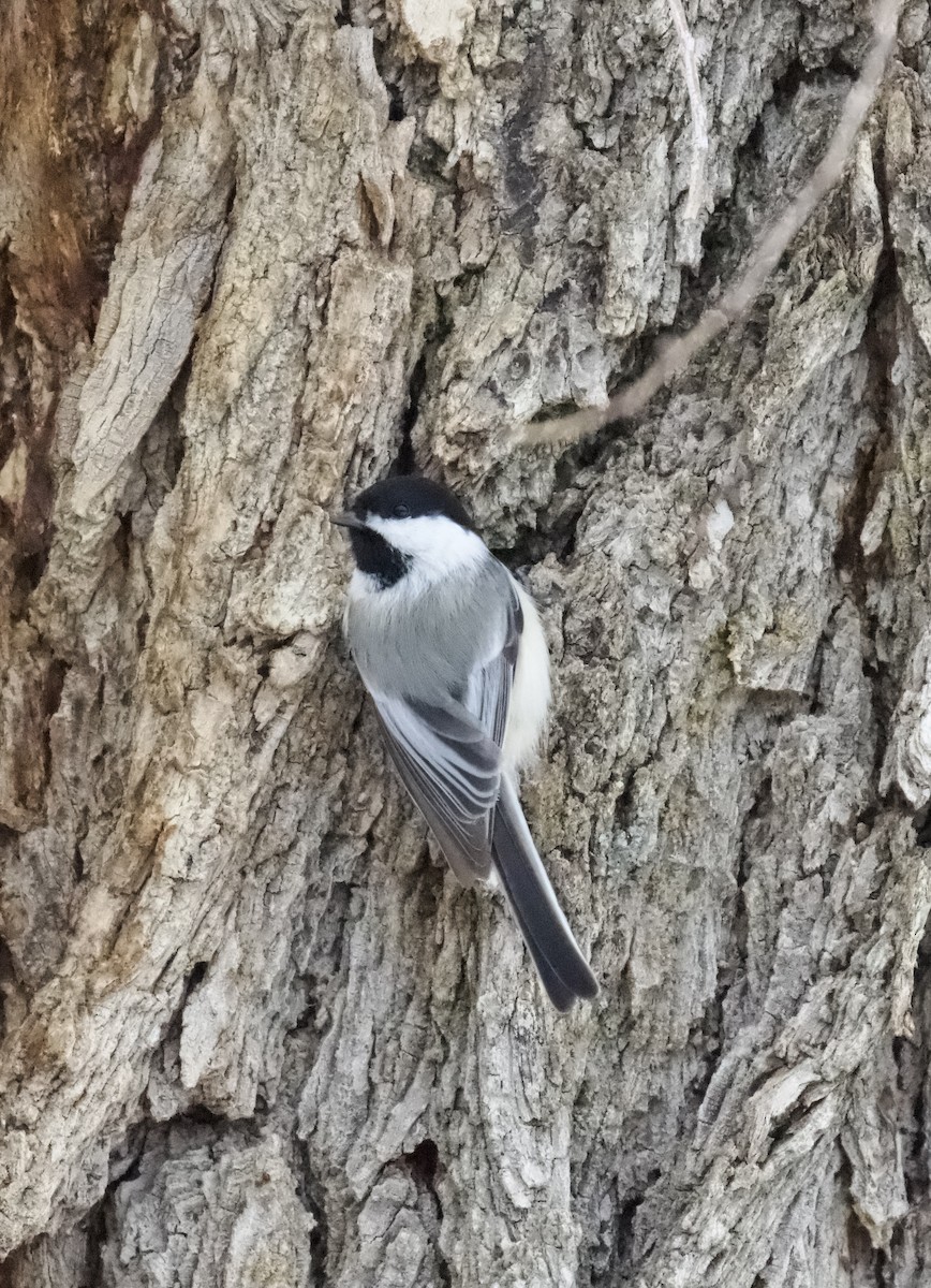 Black-capped Chickadee - ML543905011