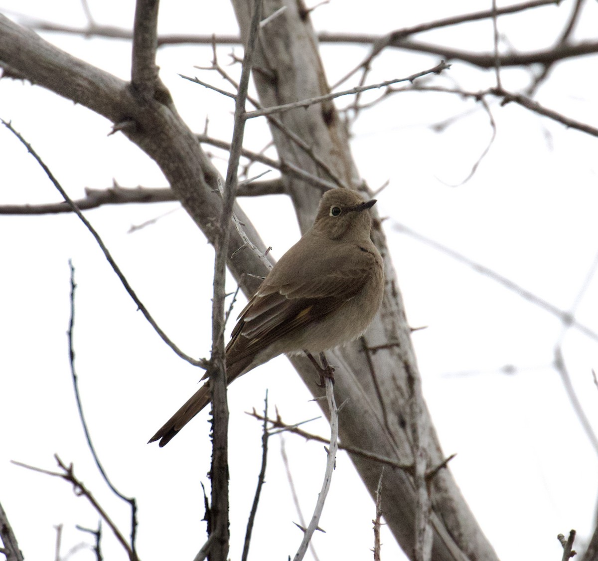 Townsend's Solitaire - ML543905071