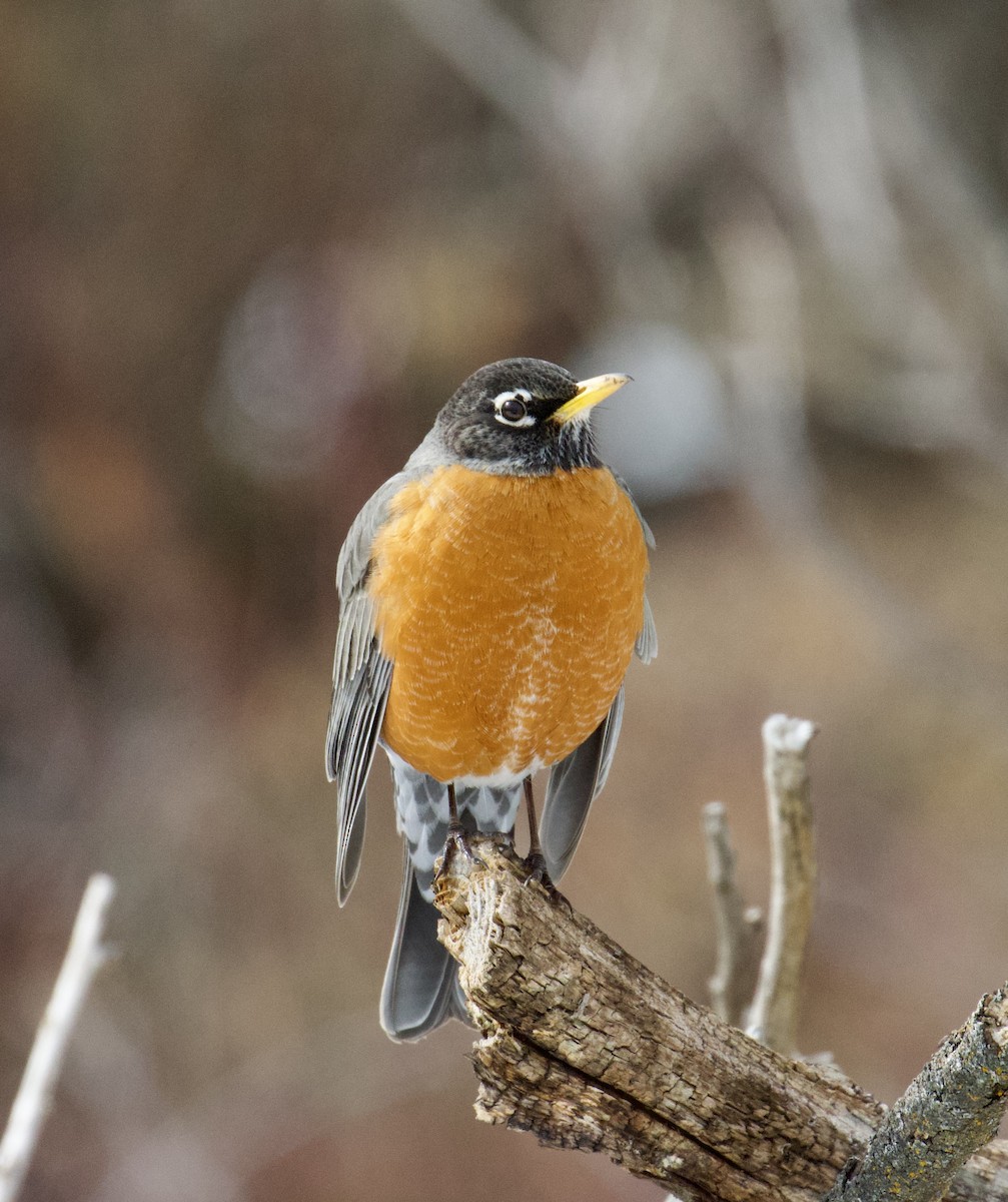 American Robin - Darren Carbone