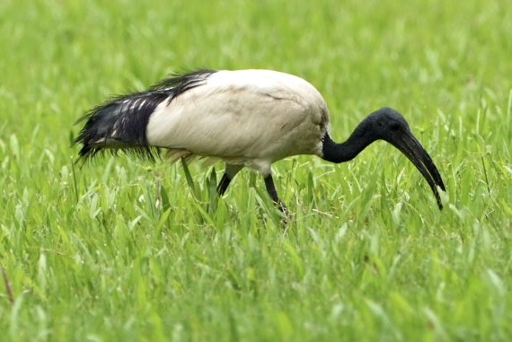 African Sacred Ibis - ML543905181