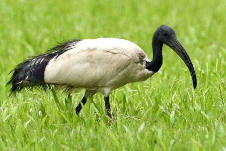 African Sacred Ibis - ML543905191