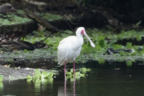 African Spoonbill - ML543905571