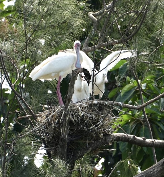 African Spoonbill - ML543905581