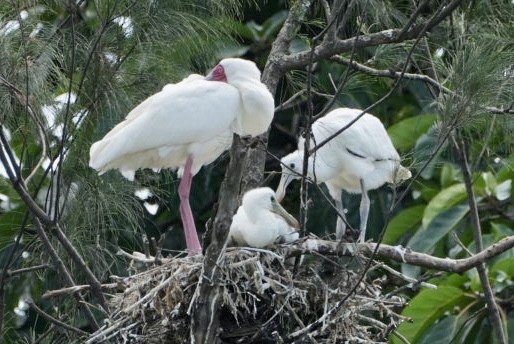 African Spoonbill - ML543905591