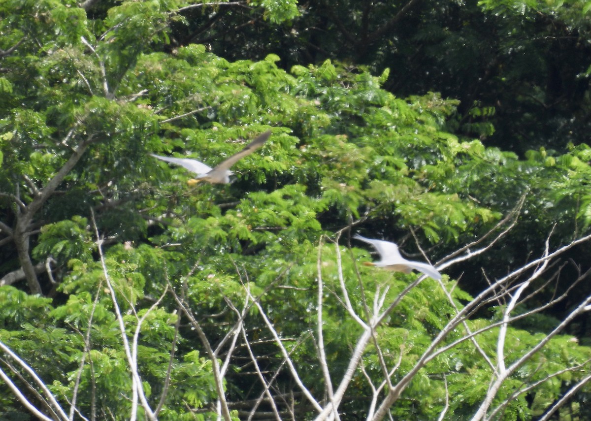 White-faced Heron - ML543906121