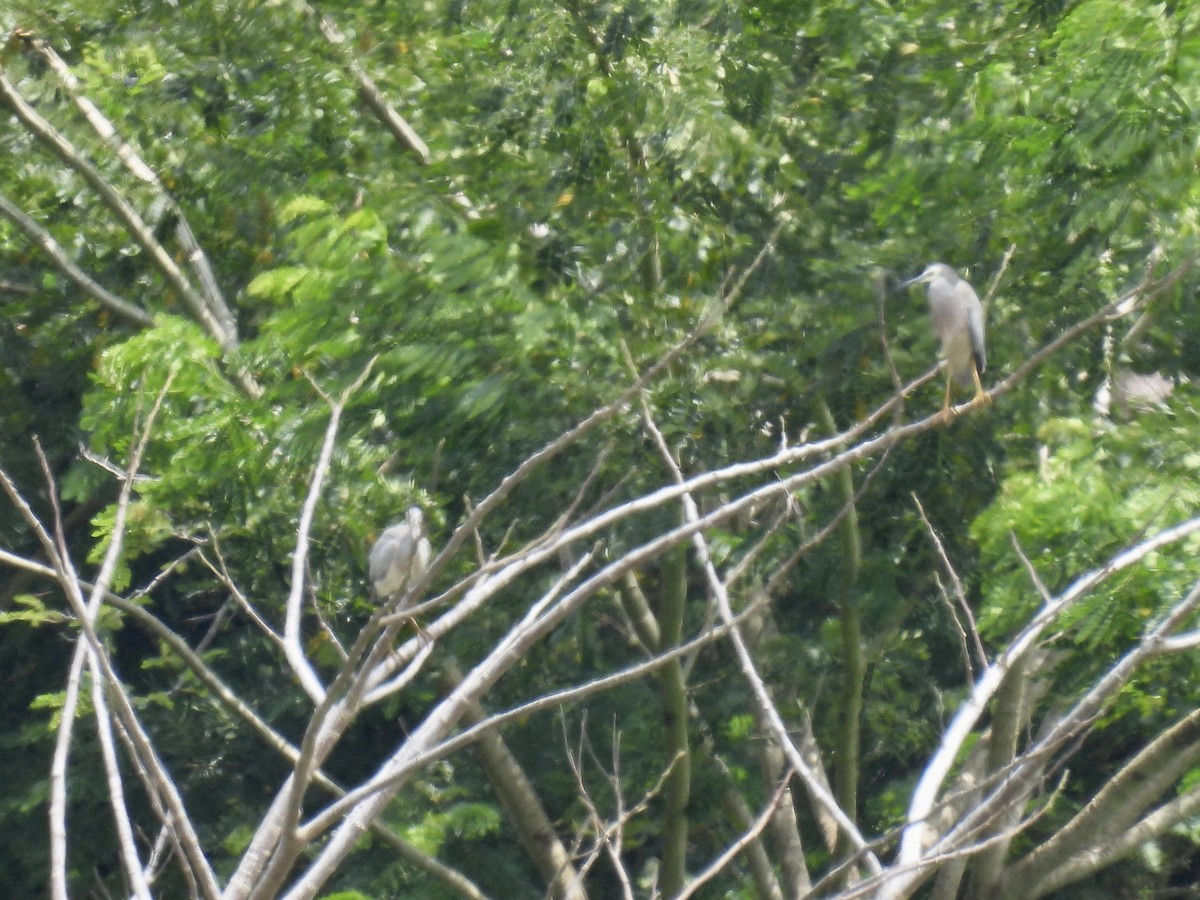 White-faced Heron - ML543906171