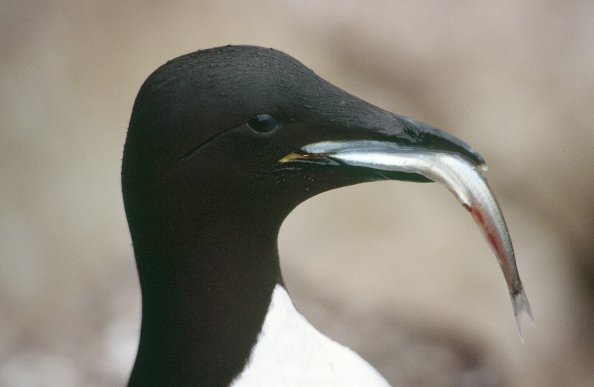 Guillemot de Brünnich - ML543906361