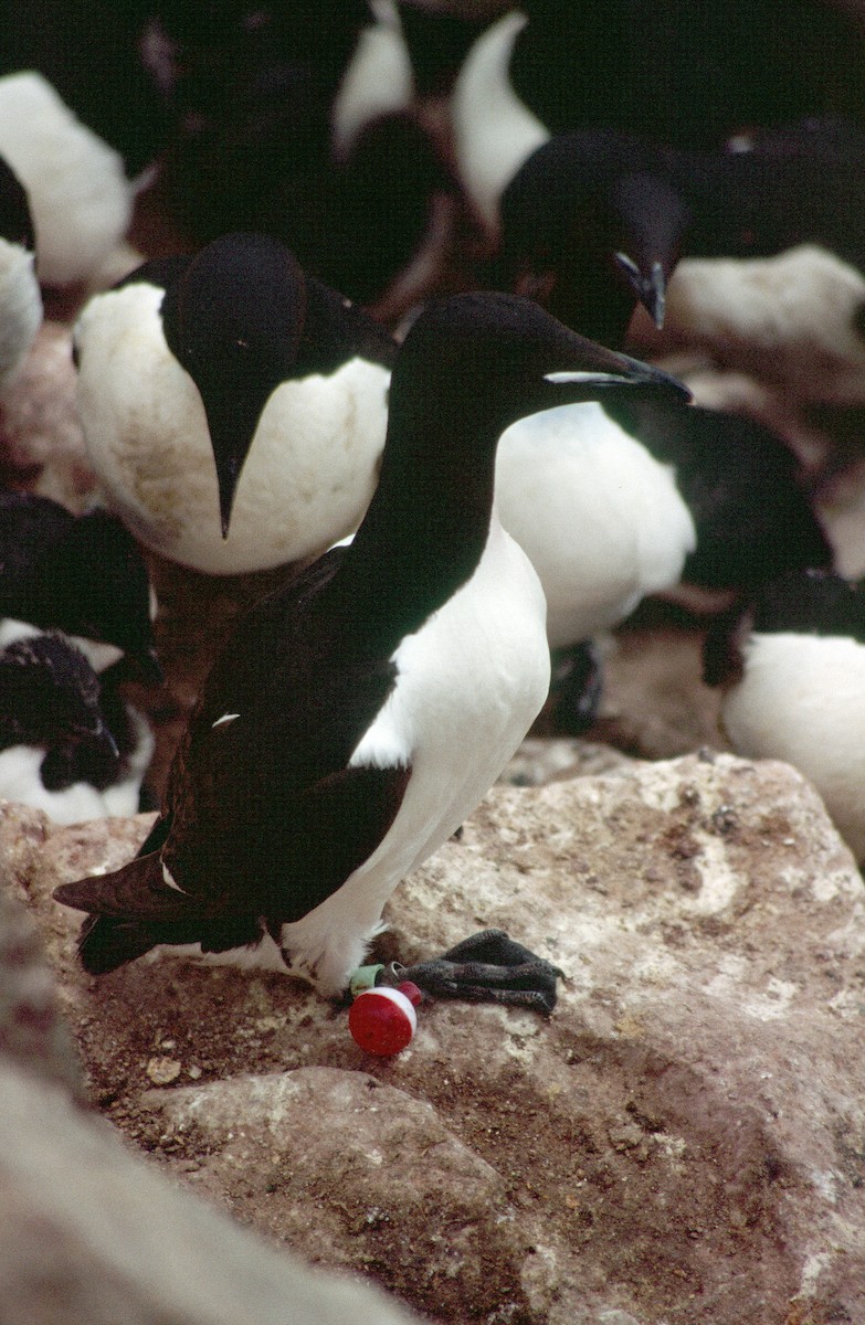 Thick-billed Murre - ML543906381