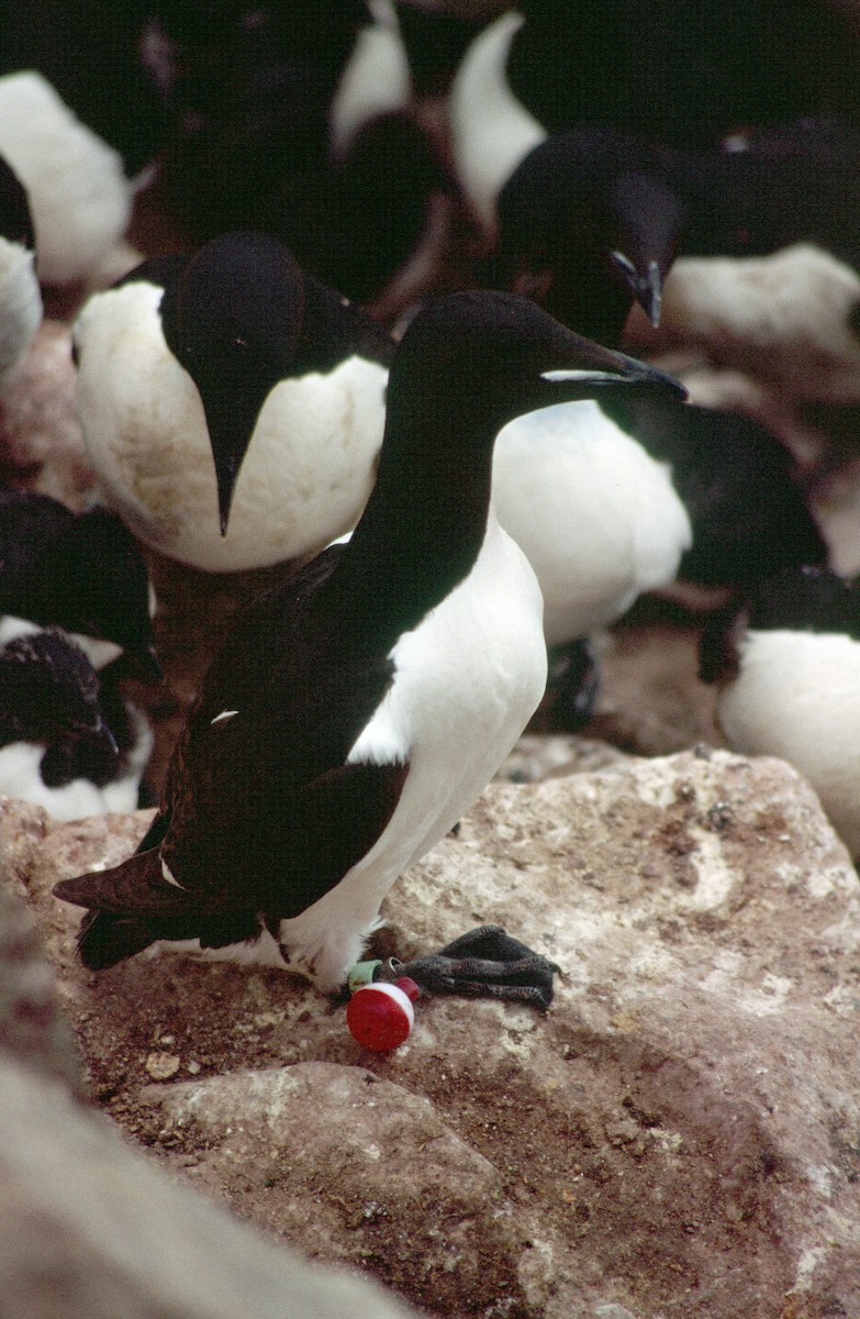 Thick-billed Murre - Kyle Elliott