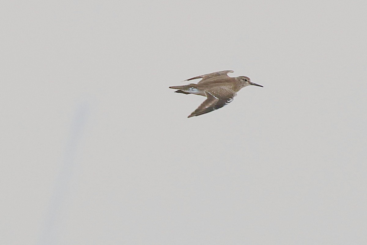 Common Sandpiper - Brad Kremer