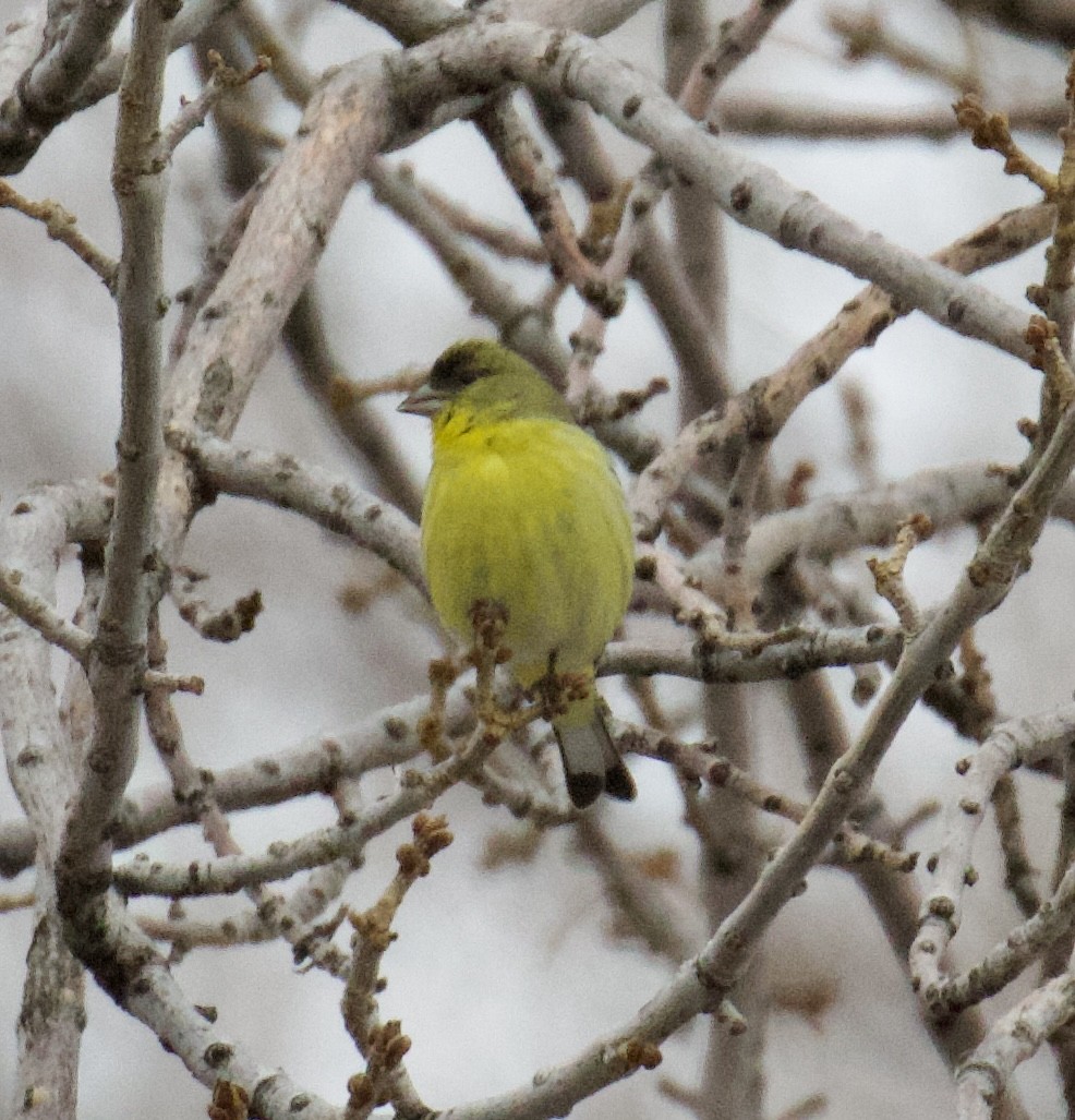 Lesser Goldfinch - ML543906421